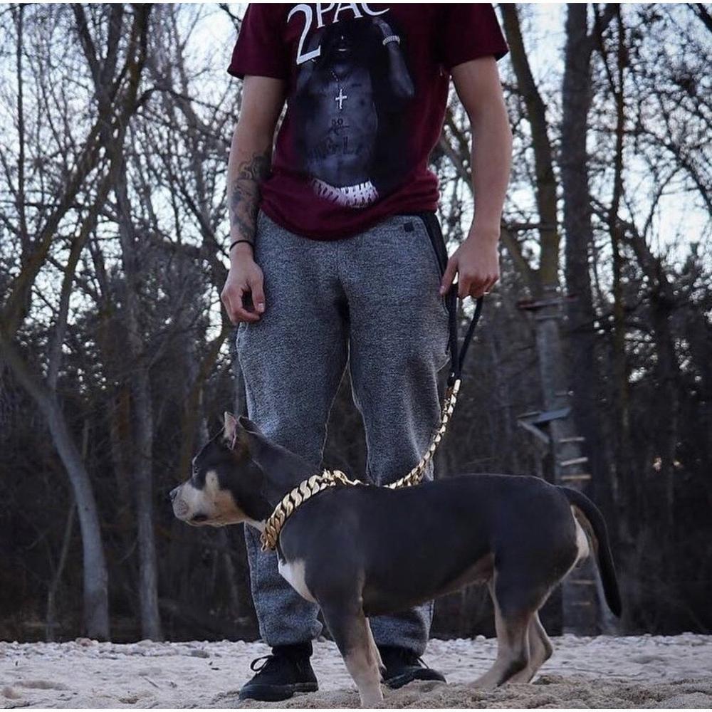 Golden Elegance: 14K Gold Plated KILO Cuban Link Dog Leash - Posh Streetwear for Dogs