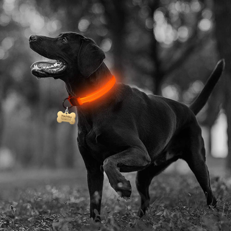 Fish screen translucent surface of a yellow LED dog collar illuminating in the dark