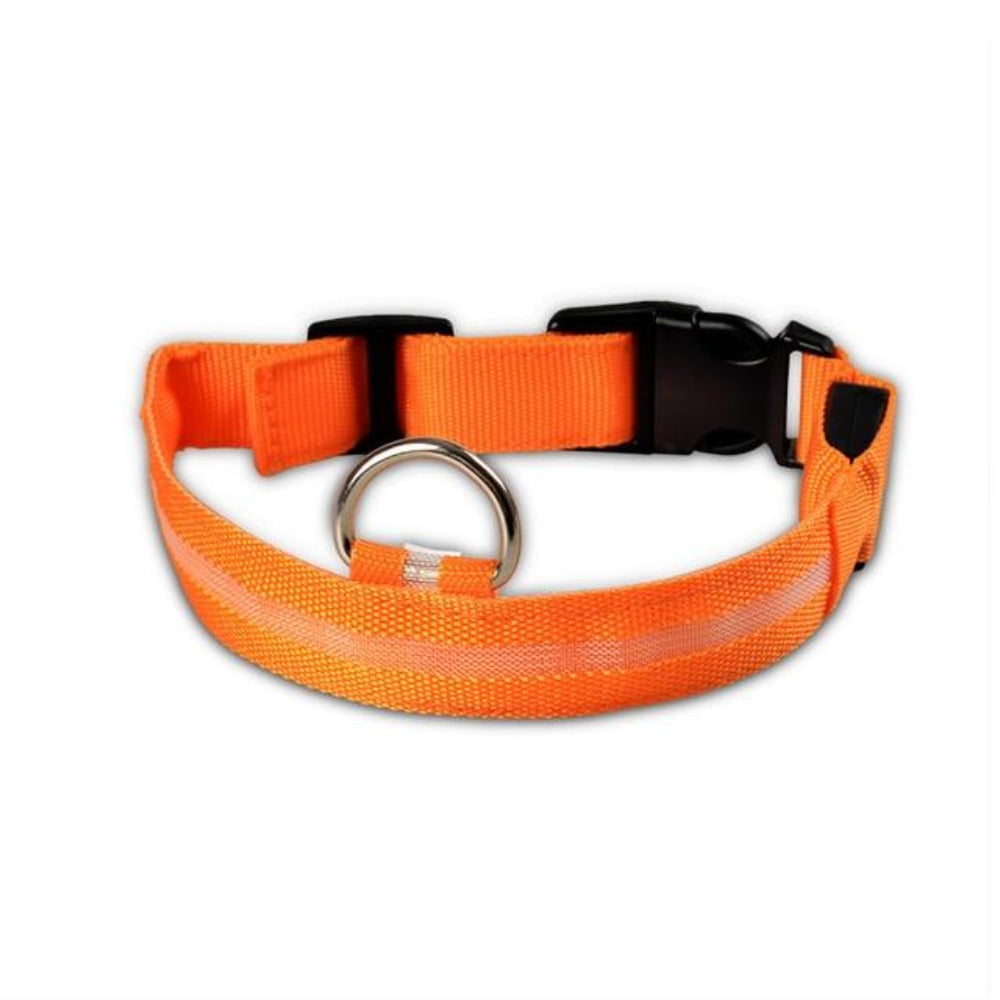 Medium-sized dog wearing an orange LED pet collar, visible in low-light conditions