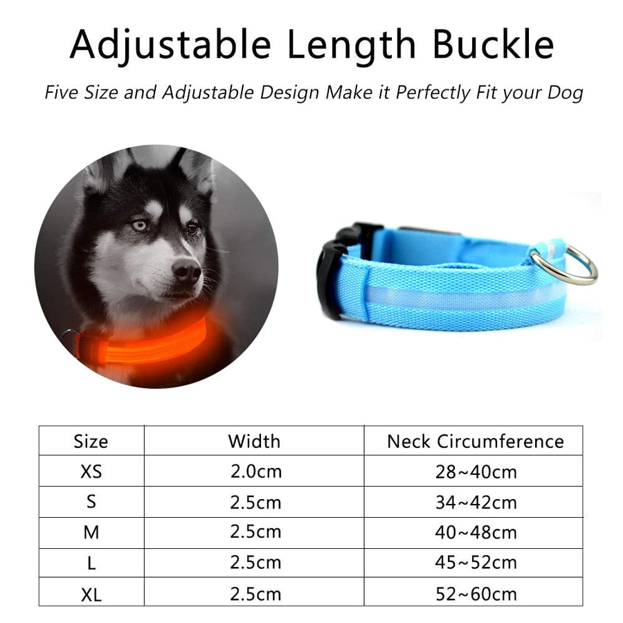 LED lights on a Nylon Dog Collar flashing in slow mode for enhanced visibility